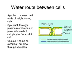 Water route between cells
• Apoplast: between cell
walls of neighbouring
cells
• Symplast: through
plasma membrane and
plasmodesmata to
cytoplasms from cell to
cell
• Vacuolar: same as
symplast, but also
through vacuoles
 
