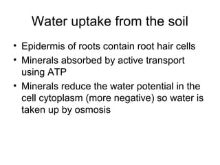 Water uptake from the soil
• Epidermis of roots contain root hair cells
• Minerals absorbed by active transport
using ATP
• Minerals reduce the water potential in the
cell cytoplasm (more negative) so water is
taken up by osmosis
 