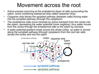 Movement across the root
• Active process occurring at the endodermis (layer of cells surrounding the
xylem, some containing waterproof strip called casparian strip)
• Casparian strip blocks the apoplast pathway (between cells) forcing water
into the symplast pathway (through the cytoplasm)
• The endodermis cells move minerals by active transport from the cortex into
the xylem, decreasing the water potential (more negative), thus water moves
from the cortex through the endodermal cells to the xylem by osmosis
• A water potential gradient exists across the whole cortex, so water is moved
along the symplast pathway (through cytoplasm) from the root hair cells
across the cortex and into the xylem
 