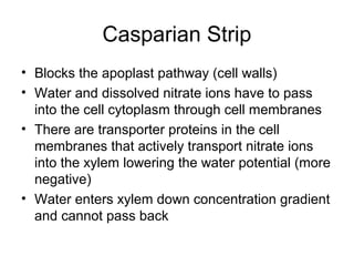 Casparian Strip
• Blocks the apoplast pathway (cell walls)
• Water and dissolved nitrate ions have to pass
into the cell cytoplasm through cell membranes
• There are transporter proteins in the cell
membranes that actively transport nitrate ions
into the xylem lowering the water potential (more
negative)
• Water enters xylem down concentration gradient
and cannot pass back
 