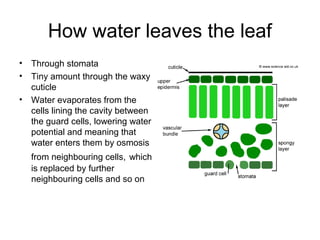 How water leaves the leaf
• Through stomata
• Tiny amount through the waxy
cuticle
• Water evaporates from the
cells lining the cavity between
the guard cells, lowering water
potential and meaning that
water enters them by osmosis
from neighbouring cells, which
is replaced by further
neighbouring cells and so on
 