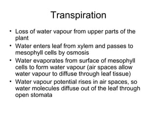 Transpiration
• Loss of water vapour from upper parts of the
plant
• Water enters leaf from xylem and passes to
mesophyll cells by osmosis
• Water evaporates from surface of mesophyll
cells to form water vapour (air spaces allow
water vapour to diffuse through leaf tissue)
• Water vapour potential rises in air spaces, so
water molecules diffuse out of the leaf through
open stomata
 