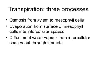 Transpiration: three processes
• Osmosis from xylem to mesophyll cells
• Evaporation from surface of mesophyll
cells into intercellular spaces
• Diffusion of water vapour from intercellular
spaces out through stomata
 