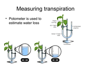Measuring transpiration
• Potometer is used to
estimate water loss
 