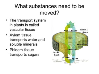 What substances need to be
moved?
• The transport system
in plants is called
vascular tissue
• Xylem tissue
transports water and
soluble minerals
• Phloem tissue
transports sugars
 