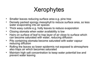 Xerophytes
• Smaller leaves reducing surface area e.g. pine tree
• Densely packed spongy mesophyll to reduce surface area, so less
water evaporating into air spaces
• Thick waxy cuticle e.g. holly leaves to reduce evaporation
• Closing stomata when water availability is low
• Hairs on surface of leaf to trap layer of air close to surface which
can become saturated with water, reducing diffusion
• Pits containing stomata become saturated with water vapour
reducing diffusion
• Rolling the leaves so lower epidermis not exposed to atmosphere
also traps air which becomes saturated
• Maintain high salt concentration to keep water potential low and
prevent water leaving
 