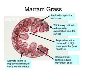 Marram Grass
Leaf rolled up to trap
air inside
Thick waxy cuticle to
reduce water
evaporation from the
surface
Trapped air in the
centre with a high
water potential (less
negative)
Hairs on lower
surface reduce
movement of air
Stomata in pits to
trap air with moisture
close to the stomata
 