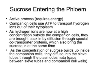 Sucrose Entering the Phloem
• Active process (requires energy)
• Companion cells use ATP to transport hydrogen
ions out of their cytoplasm
• As hydrogen ions are now at a high
concentration outside the companion cells, they
are brought back in by diffusion through special
co-transporter proteins, which also bring the
sucrose in at the same time
• As the concentration of sucrose builds up inside
the companion cells, they diffuse into the sieve
tubes through the plasmodesmata (gaps
between sieve tubes and companion cell walls)
 