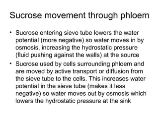 Sucrose movement through phloem
• Sucrose entering sieve tube lowers the water
potential (more negative) so water moves in by
osmosis, increasing the hydrostatic pressure
(fluid pushing against the walls) at the source
• Sucrose used by cells surrounding phloem and
are moved by active transport or diffusion from
the sieve tube to the cells. This increases water
potential in the sieve tube (makes it less
negative) so water moves out by osmosis which
lowers the hydrostatic pressure at the sink
 
