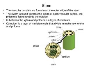 Stem
• The vascular bundles are found near the outer edge of the stem
• The xylem is found towards the inside of each vascular bundle, the
phloem is found towards the outside
• In between the xylem and phloem is a layer of cambium
• Cambium is a layer of meristem cells that divide to make new xylem
and phloem
 