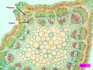 Phloem
Xylem
Stem
 