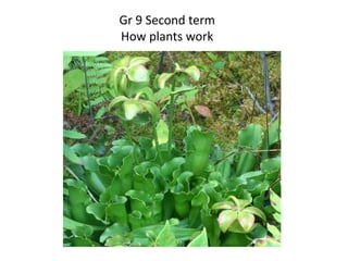 Gr 9 Second term
How plants work
 