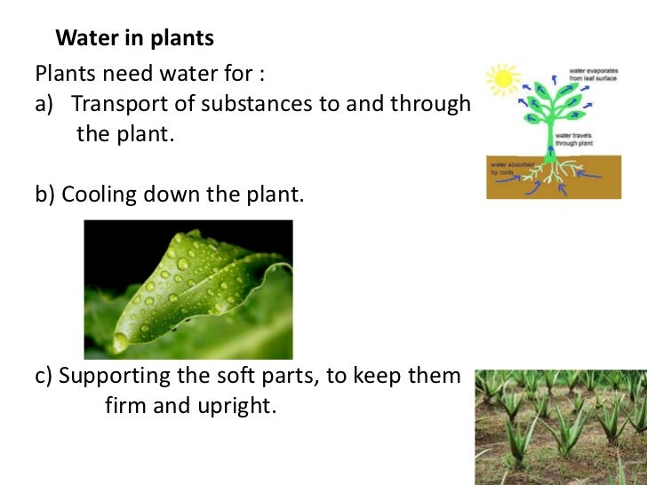 How plants works
