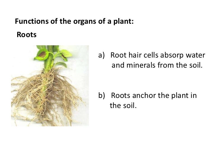 how plants works how a plant works