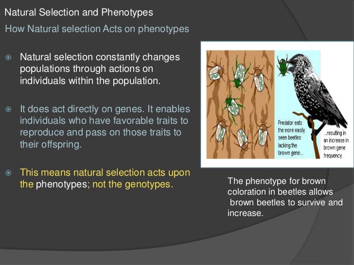 Does Natural Selection Act On Individuals Does Natural Selection Act On Individuals