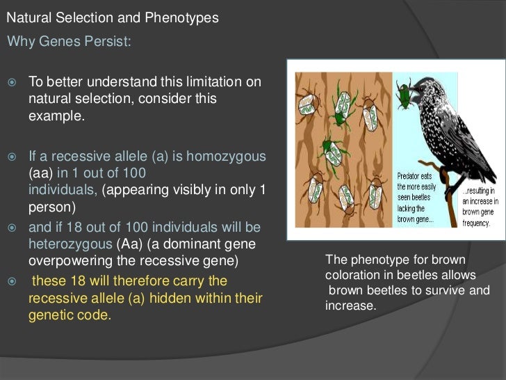 Why Does Natural Selection Act On Phenotype Why Does Natural Selection Act On Phenotype