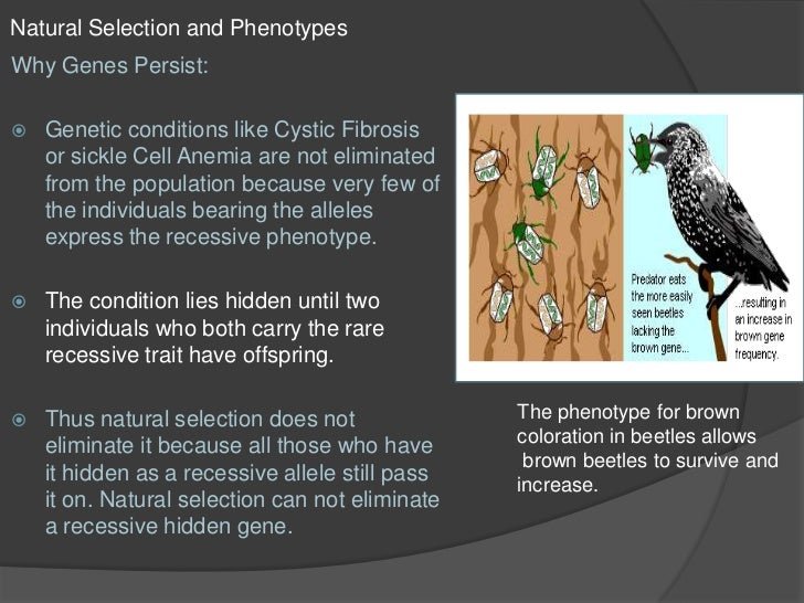 Why Does Natural Selection Act On Phenotype Why Does Natural Selection Act On Phenotype