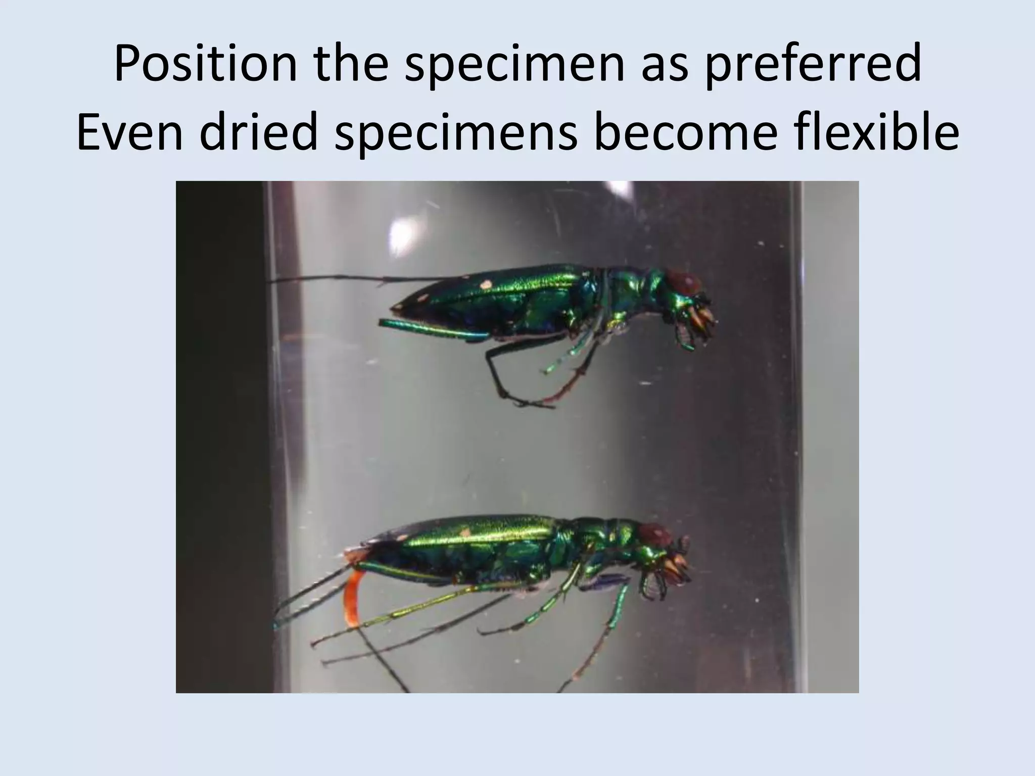 Position the specimen as preferred  Even dried specimens become flexible
