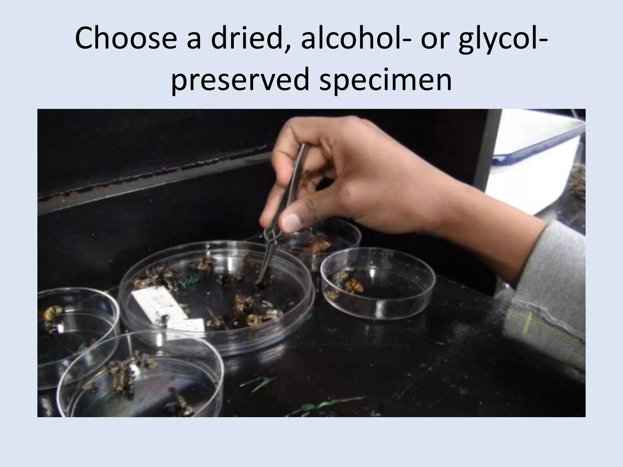 Choose a dried, alcohol- or glycol- preserved specimen