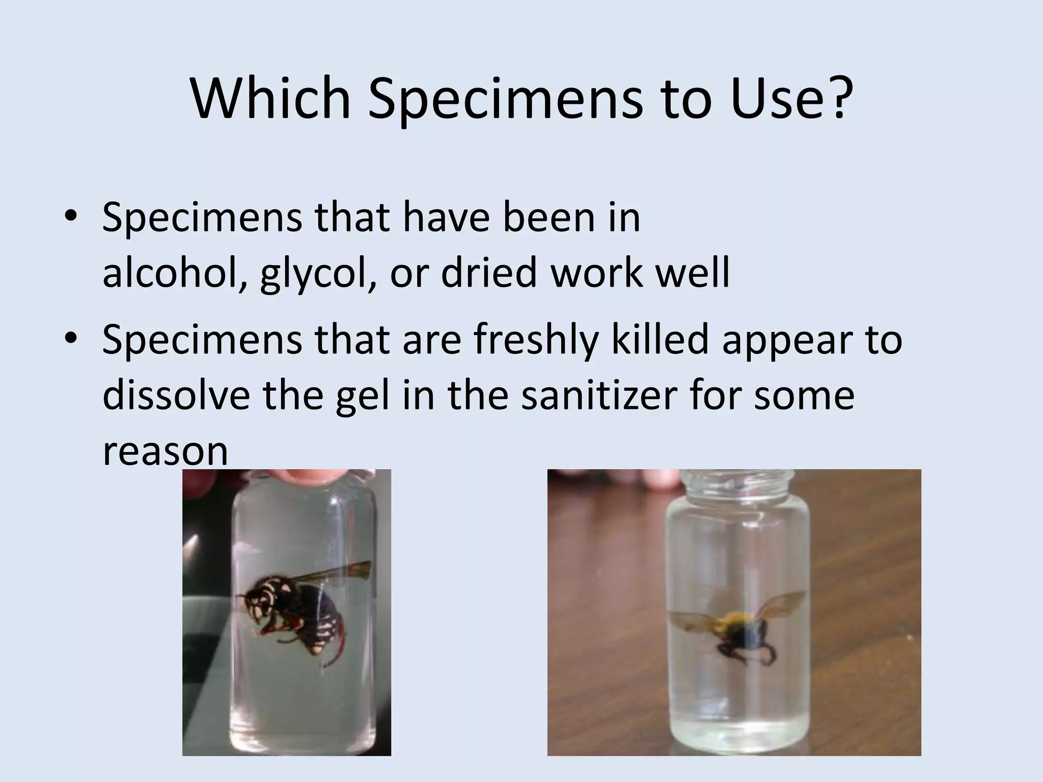 Which Specimens to Use?Specimens that have been in alcohol, glycol, or dried work wellSpecimens that are freshly killed appear to dissolve the gel in the sanitizer for some reason
