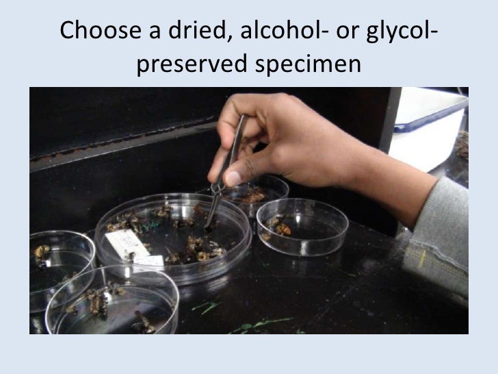 How to preserve and display insect specimens in hand sanitizer