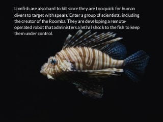 Lionfish are also hard to kill since they are too quick for human
divers to target with spears. Enter a group of scientist...