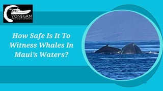 How Safe Is It To
Witness Whales In
Maui’s Waters?
 