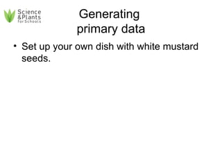 Generating  primary data Set up your own dish with white mustard seeds. 