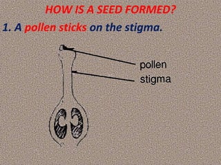 HOW IS A SEED FORMED?
1. A pollen sticks on the stigma.
 