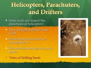 Some seeds are shaped like parachutes or helicopters! They are light and float in the wind Wind helps the seeds travel through the air The seeds land and grow in new places Video of Drifting Seeds 