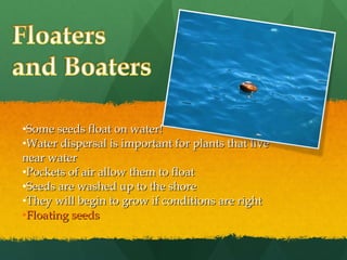 Some seeds float on water! Water dispersal is important for plants that live near water Pockets of air allow them to float Seeds are washed up to the shore They will begin to grow if conditions are right Floating seeds 