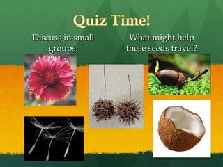 Discuss in small groups. What might help these seeds travel? 