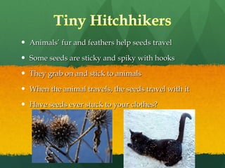 Animals’ fur and feathers help seeds travel Some seeds are sticky and spiky with hooks They grab on and stick to animals When the animal travels, the seeds travel with it Have seeds ever stuck to your clothes? 
