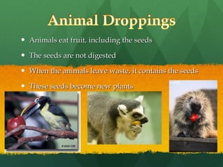 Animals eat fruit, including the seeds The seeds are not digested  When the animals leave waste, it contains the seeds These seeds become new plants 