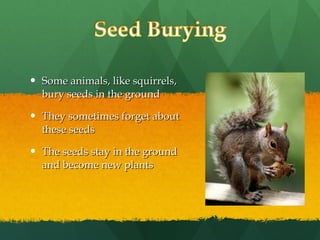 Some animals, like squirrels, bury seeds in the ground They sometimes forget about these seeds The seeds stay in the ground and become new plants 