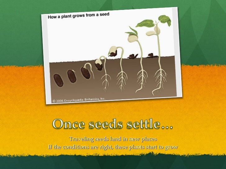 How Seeds Travel