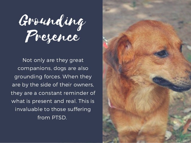 dogs are great companions