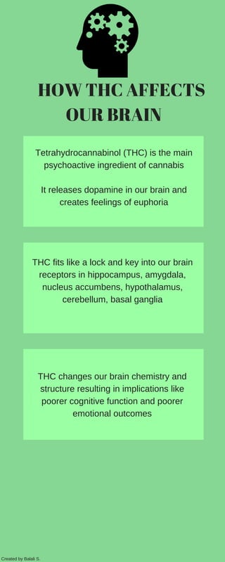      HOW THC AFFECTS
OUR BRAIN
Tetrahydrocannabinol (THC) is the main
psychoactive ingredient of cannabis
It releases dopamine in our brain and
creates feelings of euphoria
THC fits like a lock and key into our brain
receptors in hippocampus, amygdala,
nucleus accumbens, hypothalamus,
cerebellum, basal ganglia
THC changes our brain chemistry and
structure resulting in implications like
poorer cognitive function and poorer
emotional outcomes
Created by Balali S.
 