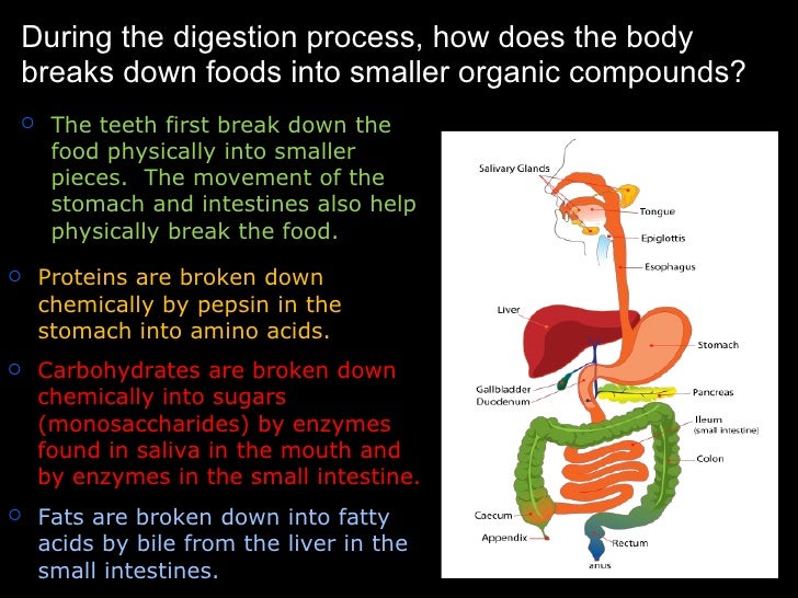 How the body obtains and uses energy
