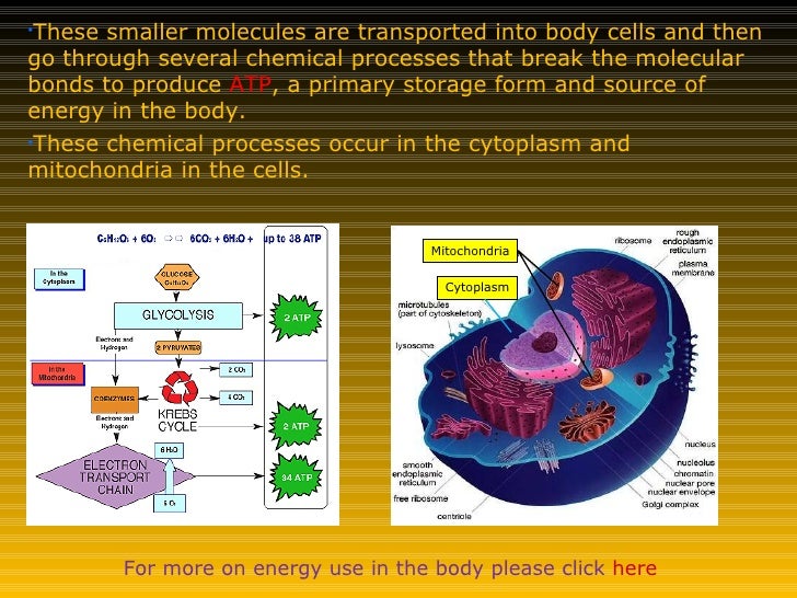How the body obtains and uses energy