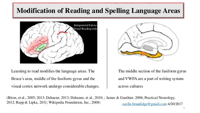 How the brain learns to read