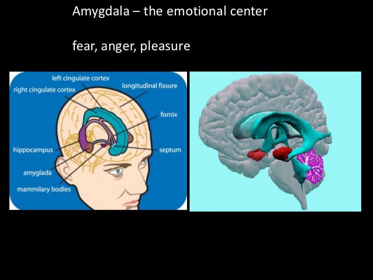 how the brain works and does not work erin legion hall march 8 20 how anger works