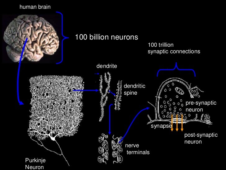 How Does Aripiprazole Work In The Brain