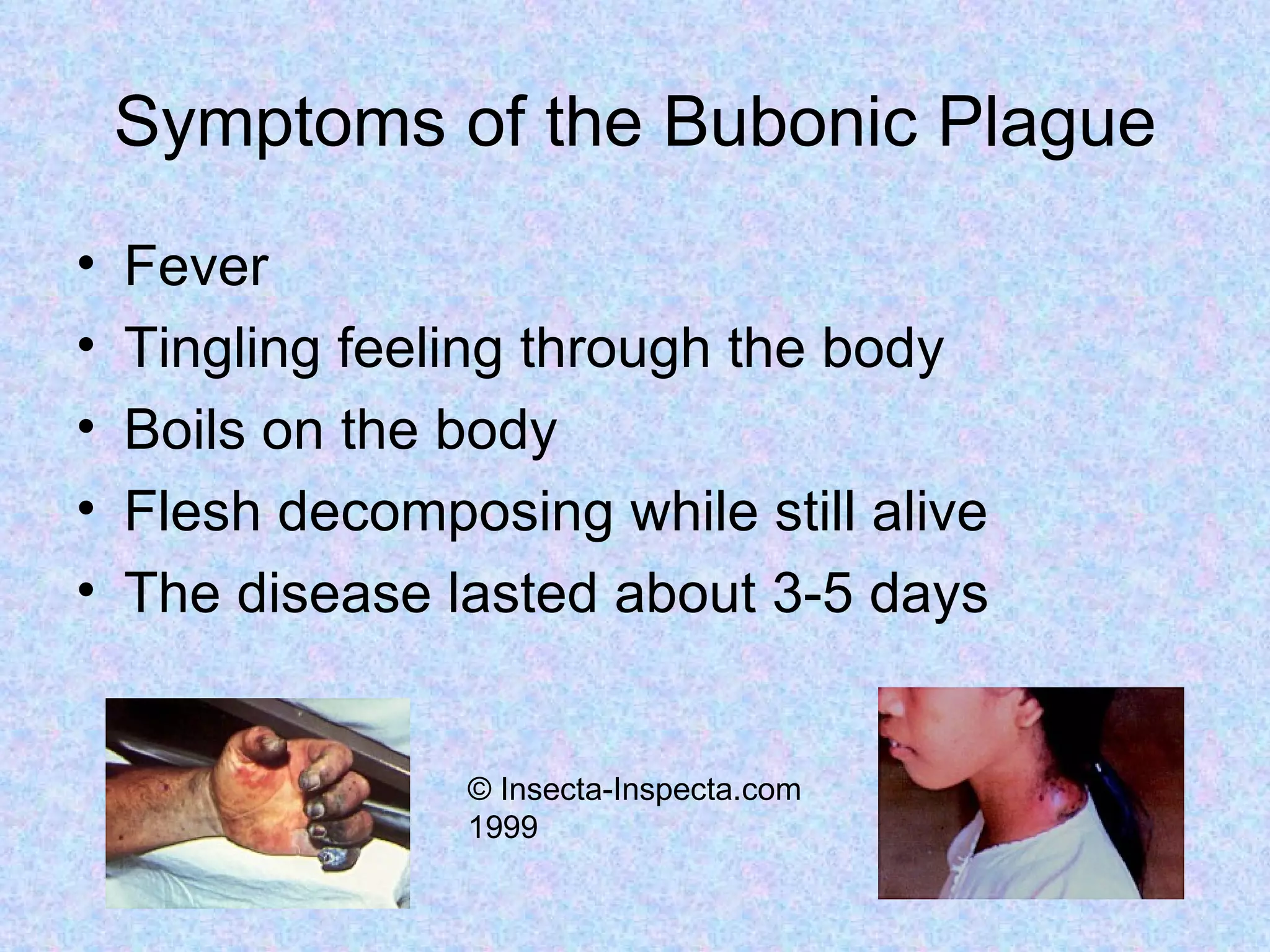 Symptoms of the Bubonic Plague Fever Tingling feeling through the body Boils on the body Flesh decomposing while still alive The disease lasted about 3-5 days © Insecta-Inspecta.com 1999 