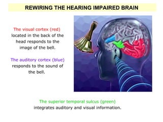 The visual cortex (red)   located in the back of the head responds to the image of the bell. The auditory cortex (blue)  r...