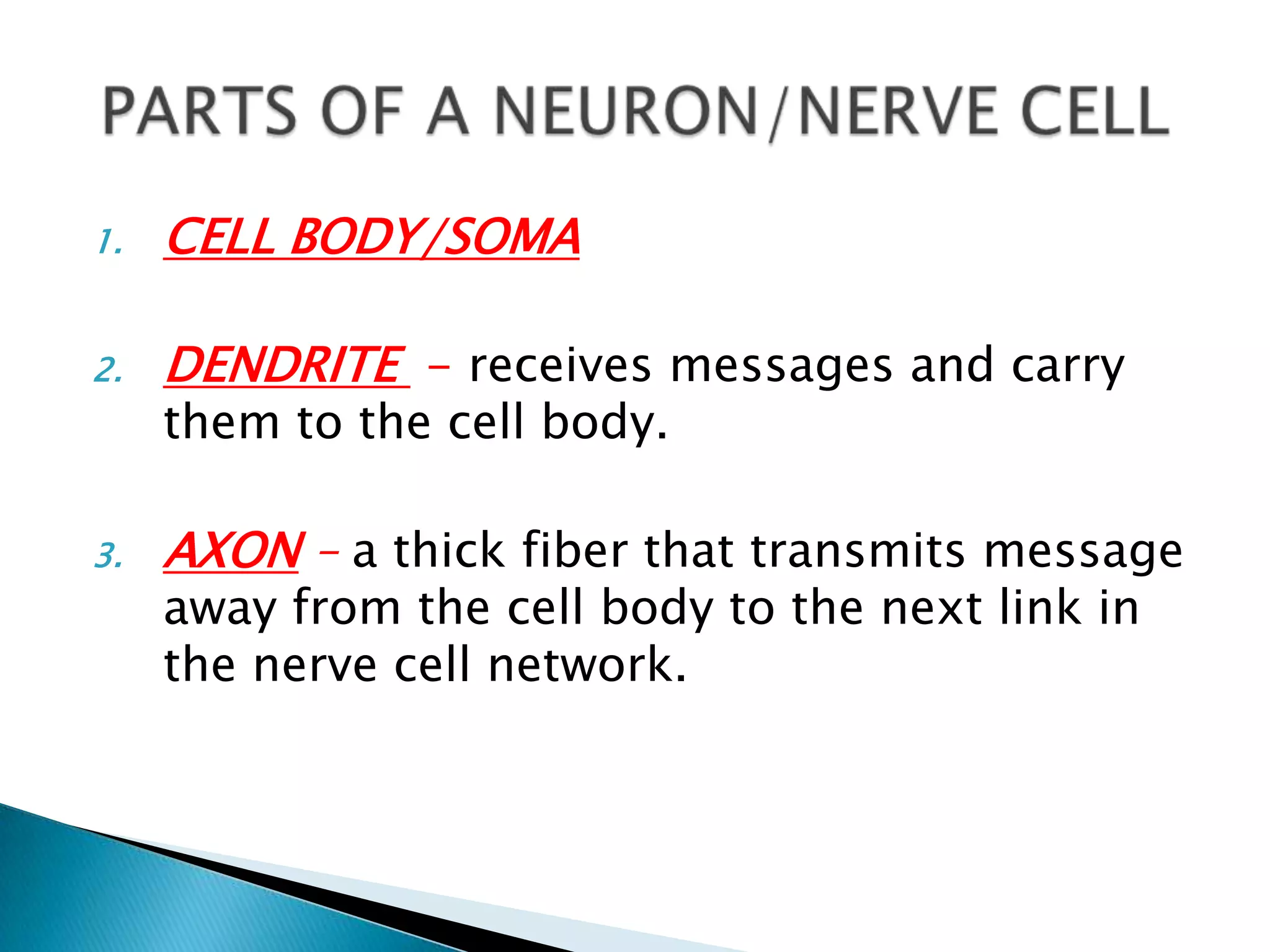 HOW NERVE CELLS WORK visual data 8