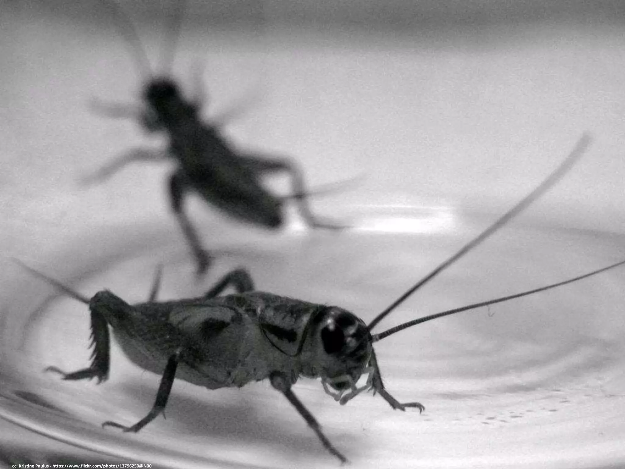 cc: Kristine Paulus - https://www.flickr.com/photos/13796250@N00
 