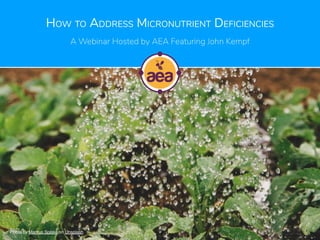 HOW TO ADDRESS MICRONUTRIENT DEFICIENCIES
A Webinar Hosted by AEA Featuring John Kempf
Photo by Markus Spiske on Unsplash
 