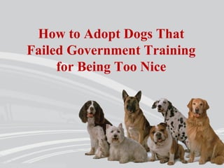 How to Adopt Dogs That
Failed Government Training
for Being Too Nice
 