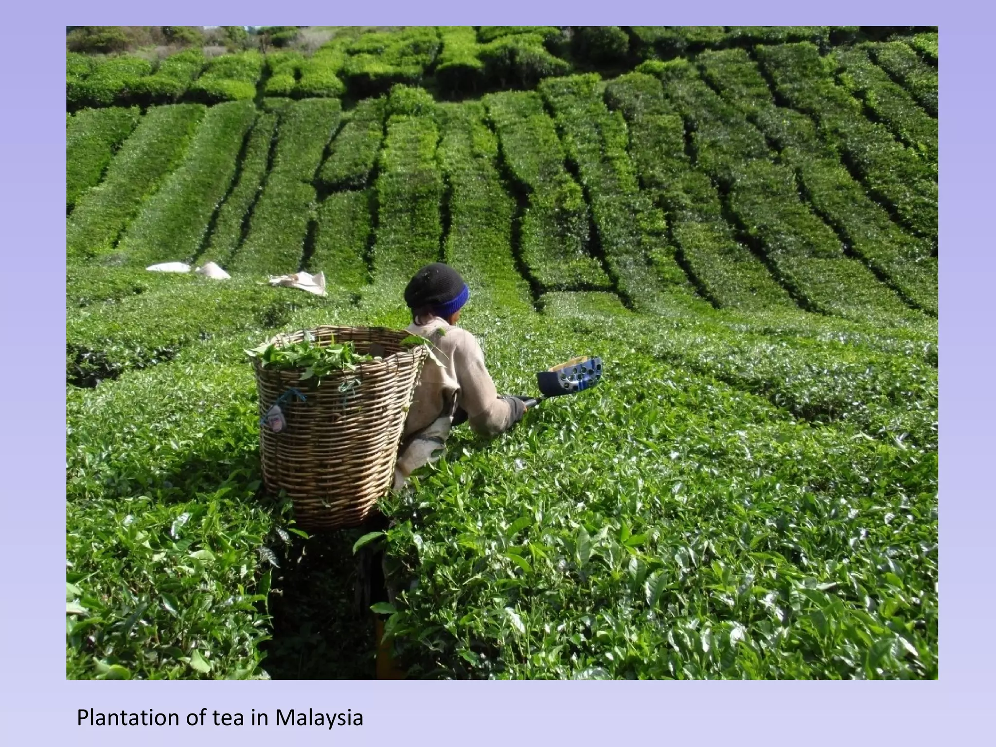 Plantation of tea in Malaysia
 